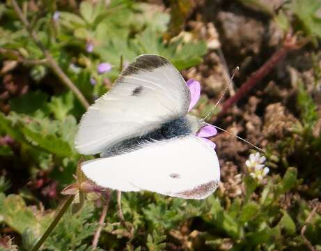 Image of Southern Small White