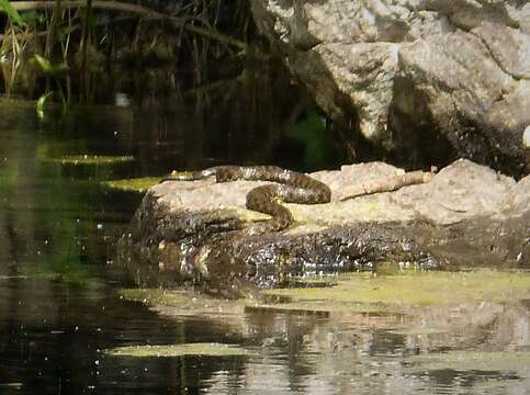 Image of Dice Snake