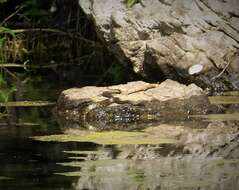 Image of Dice Snake