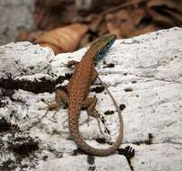 Image of Blue-throated Keeled Lizard