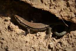 Image of Erhard's Wall Lizard