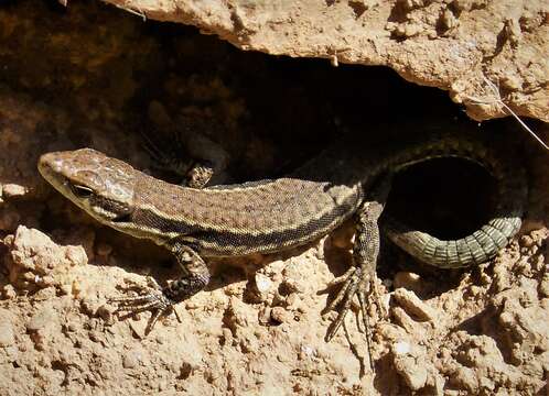 Image of Erhard's Wall Lizard