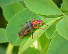 Image of Cantharis livida