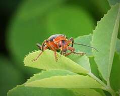 Image of Cantharis livida