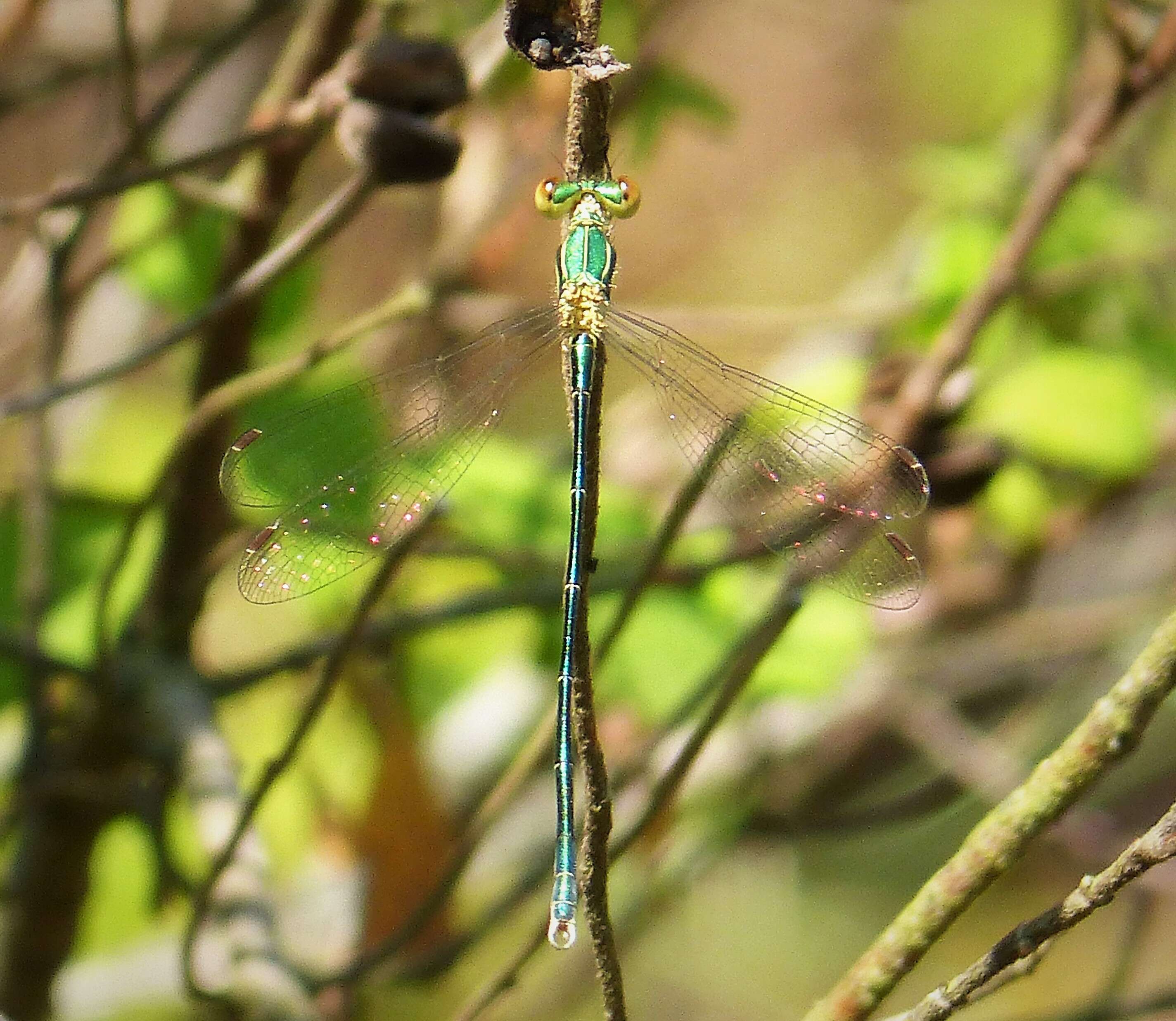 Image of Small Emerald Spreadwing