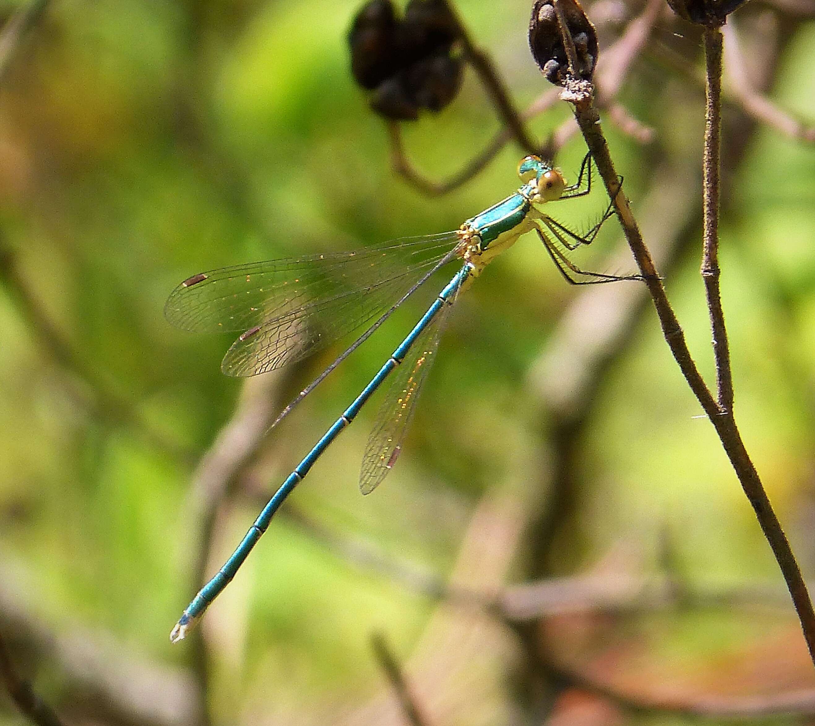 Image of Small Emerald Spreadwing