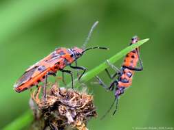 Image of black & red squash bug