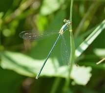 Image of Small Emerald Spreadwing