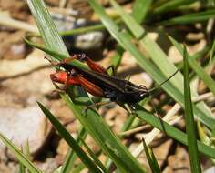 Image of woodland grasshopper