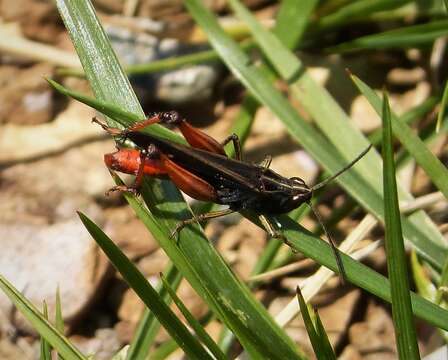 Image of woodland grasshopper