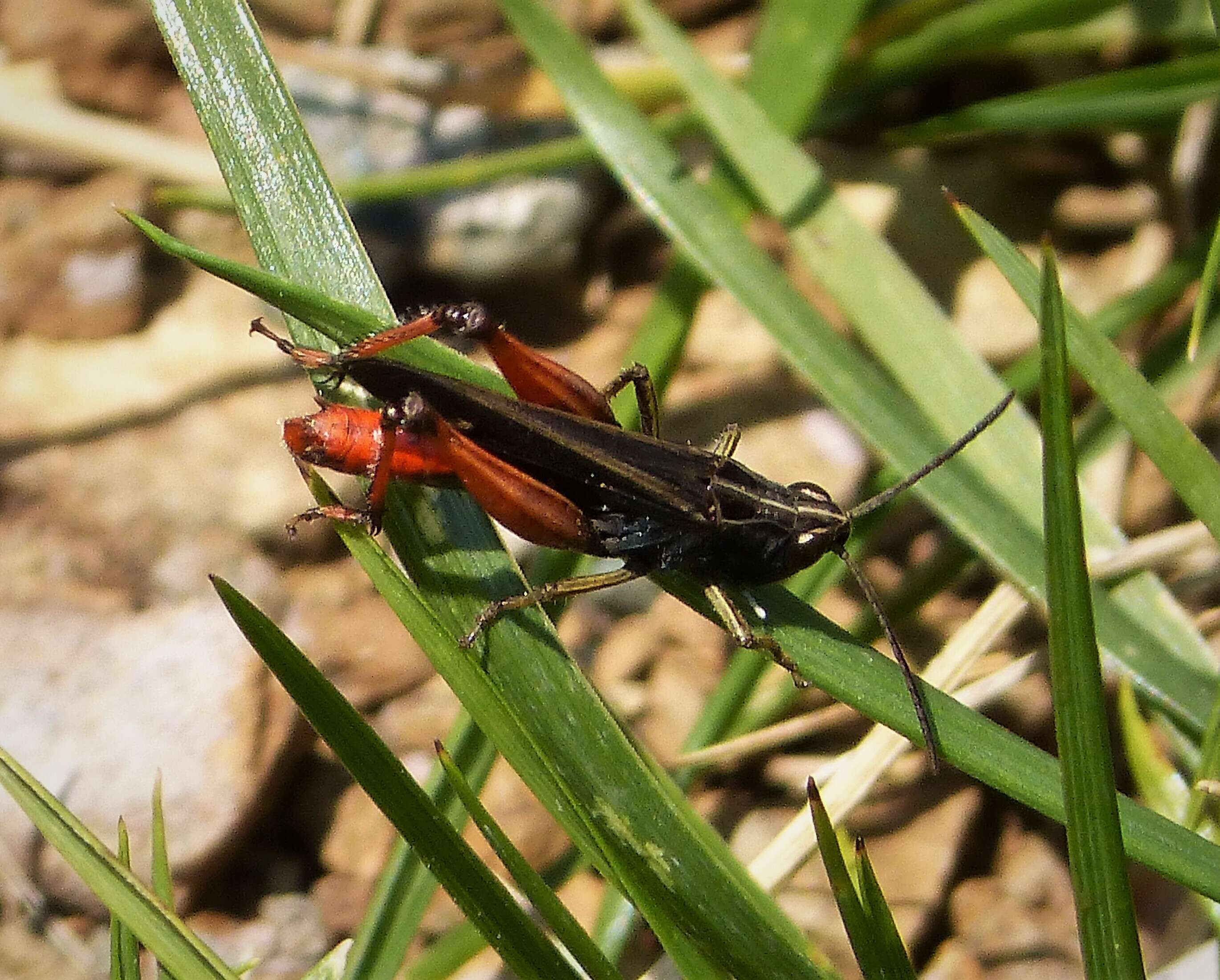 Image of woodland grasshopper