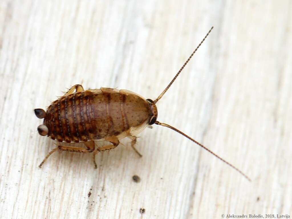 Image of dusky cockroach