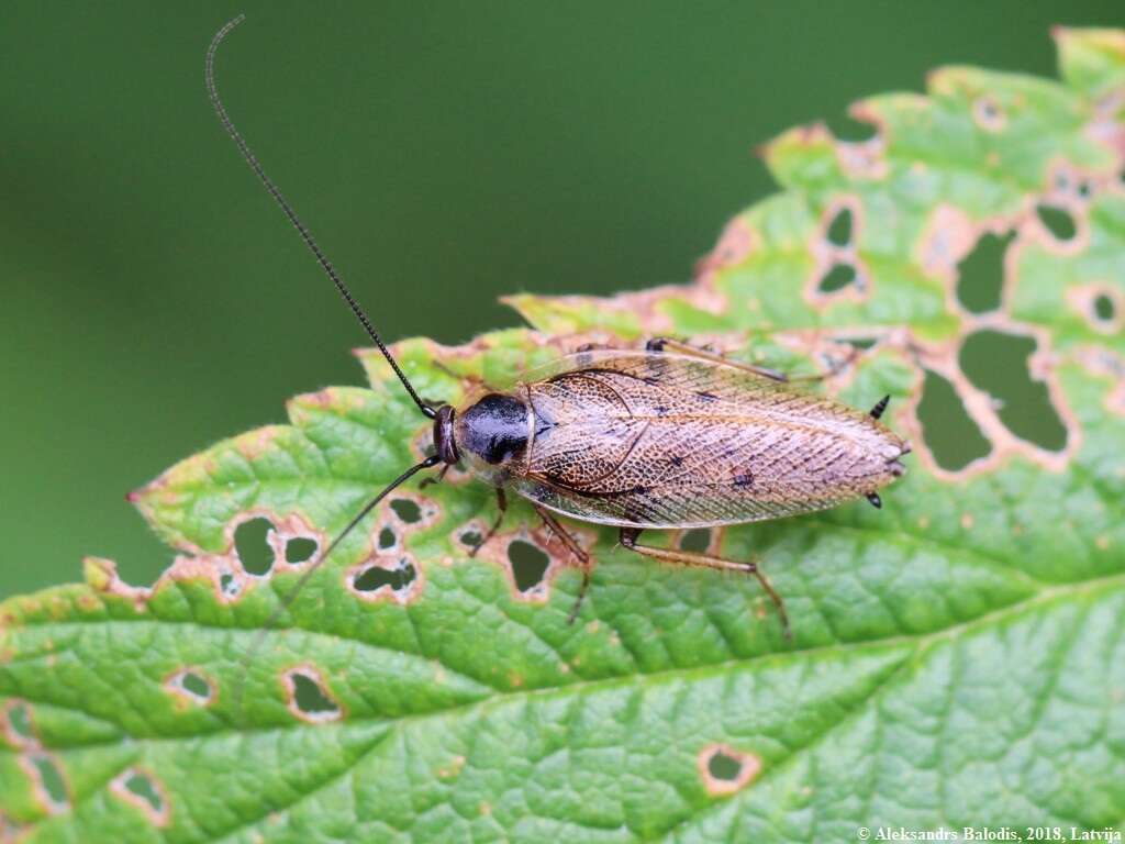 Image of dusky cockroach