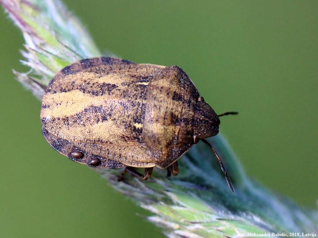 Image of Eurygaster testudinaria