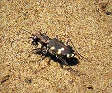 Image of Northern dune tiger beetle