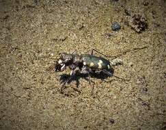 Cicindela (Cicindela) hybrida Linnaeus 1758的圖片