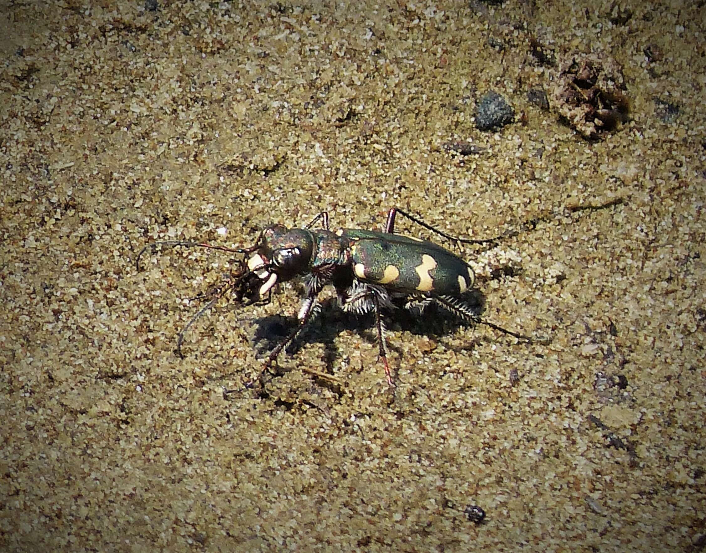 Cicindela (Cicindela) hybrida Linnaeus 1758的圖片