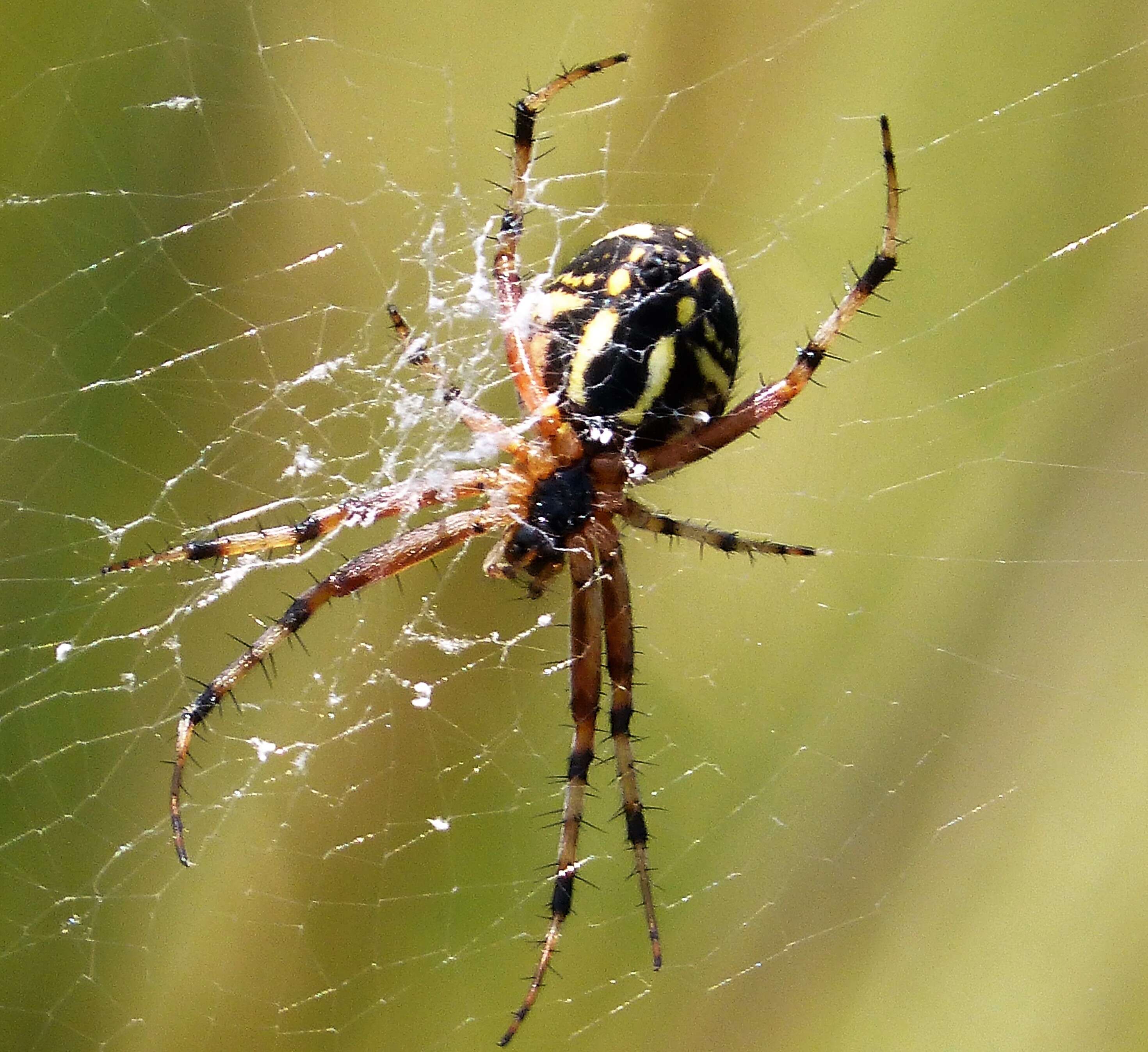 Image of Neoscona adianta (Walckenaer 1802)