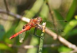 Image of Ruddy Darter