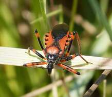 صورة Rhynocoris iracundus (Poda 1761)