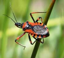 صورة Rhynocoris iracundus (Poda 1761)