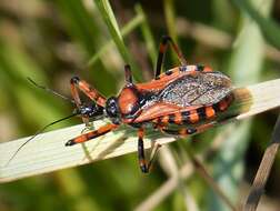 صورة Rhynocoris iracundus (Poda 1761)