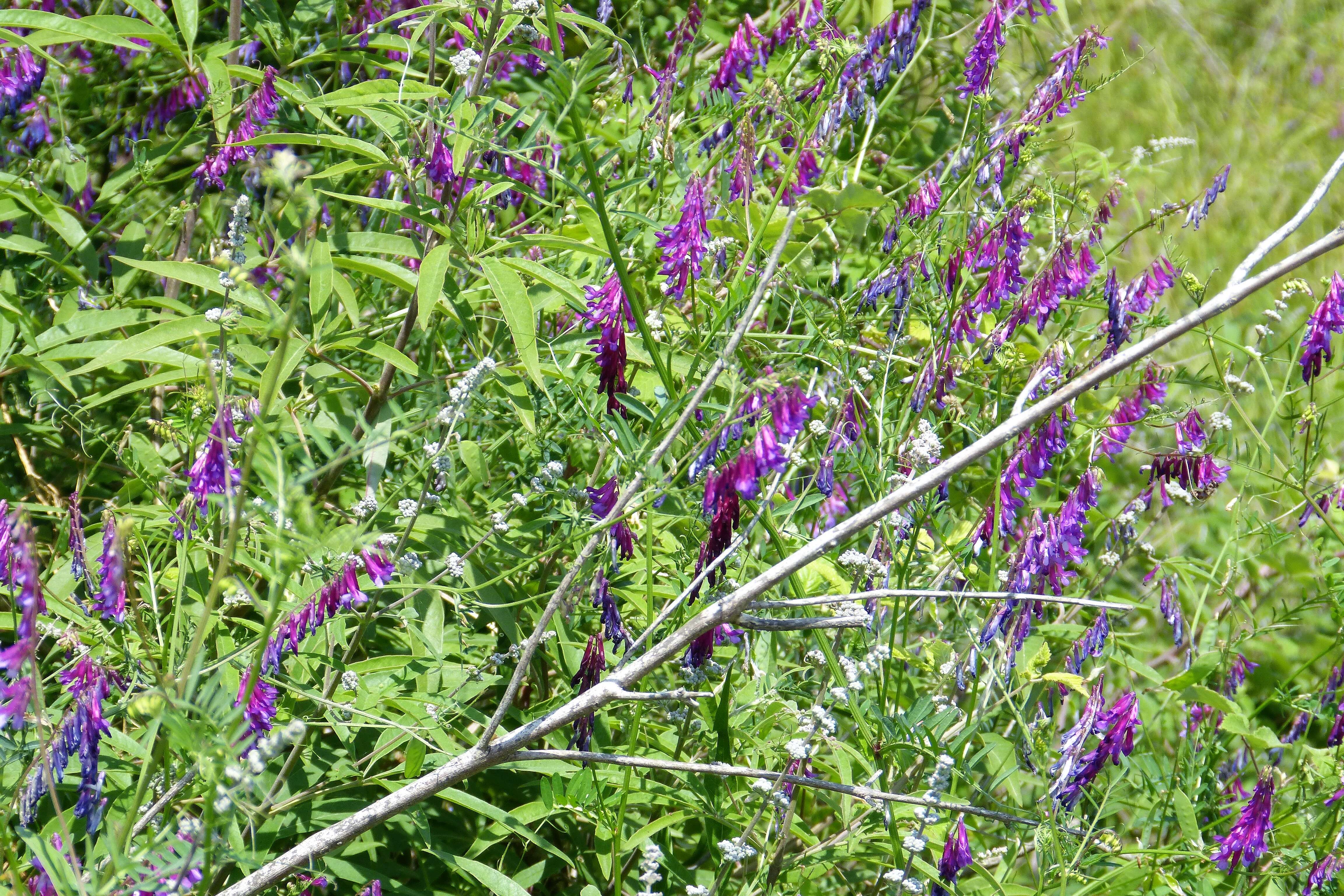 Image of fodder vetch