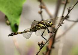 Sivun Orthetrum albistylum (Selys 1848) kuva