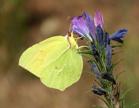 Image of Gonepteryx cleopatra (Linnaeus 1767)