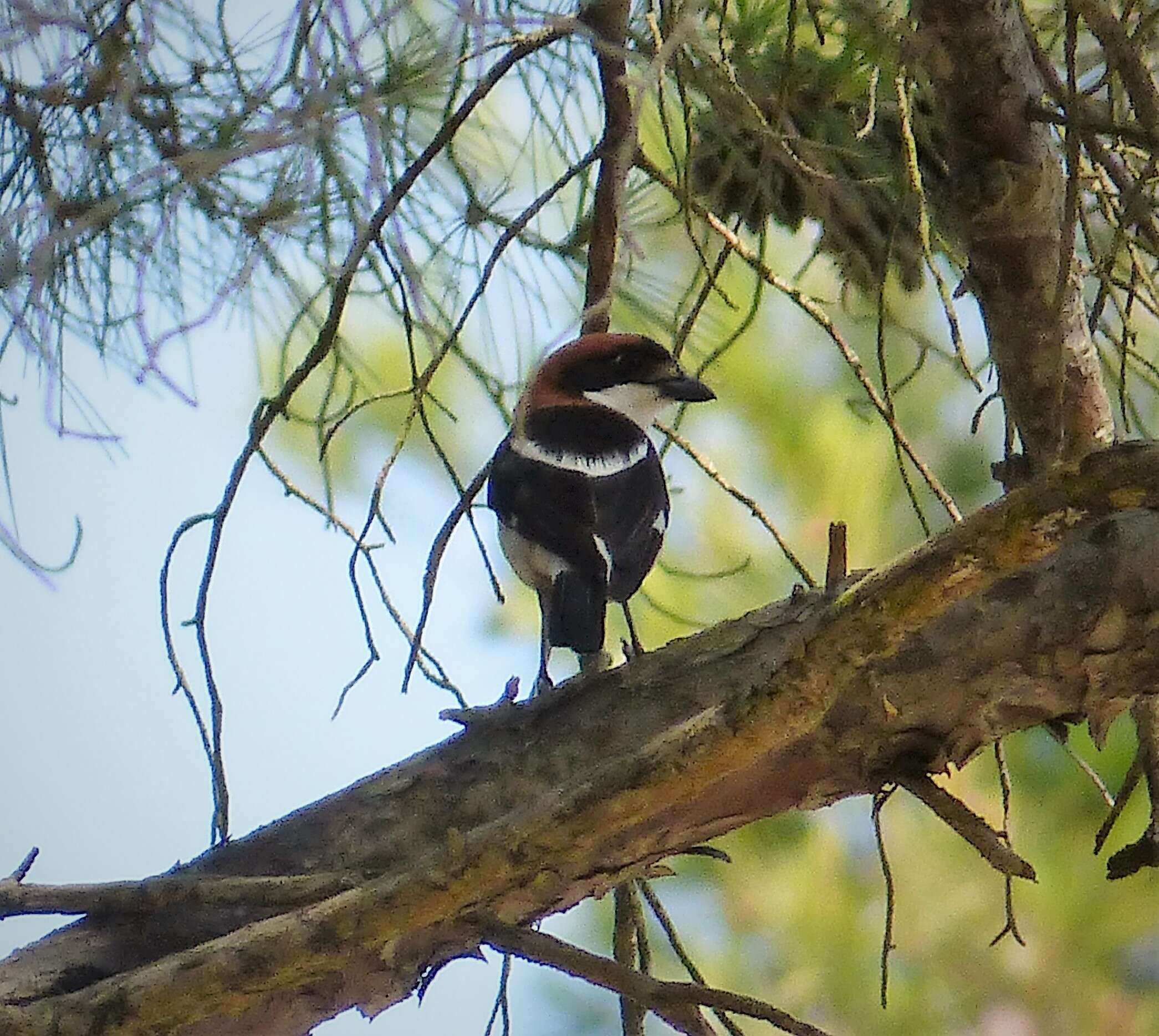 Image of Woodchat Shrike