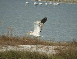 Image of Dalmatian Pelican