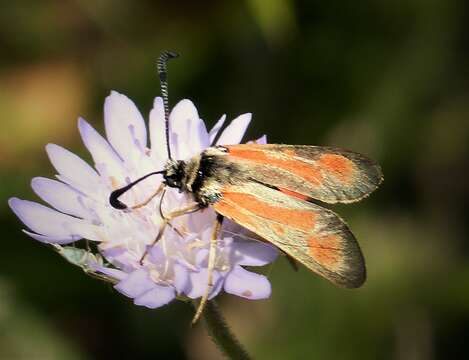 Image of Zygaena punctum Ochsenheimer 1808