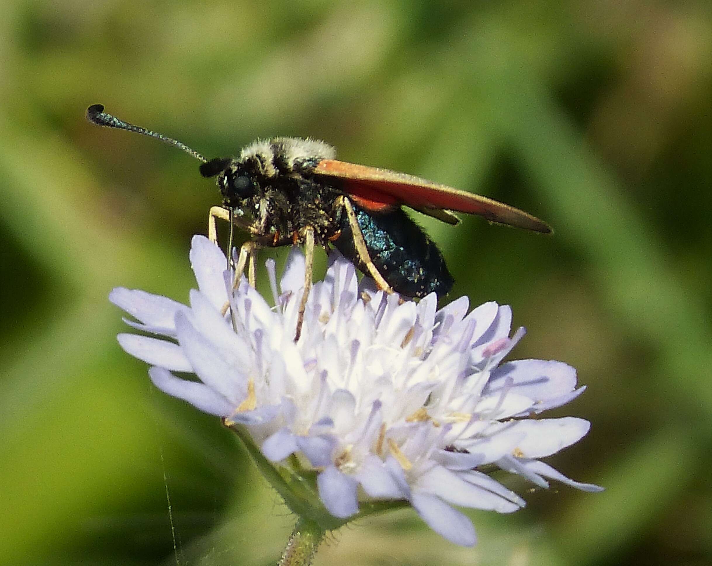 Image of Zygaena punctum Ochsenheimer 1808