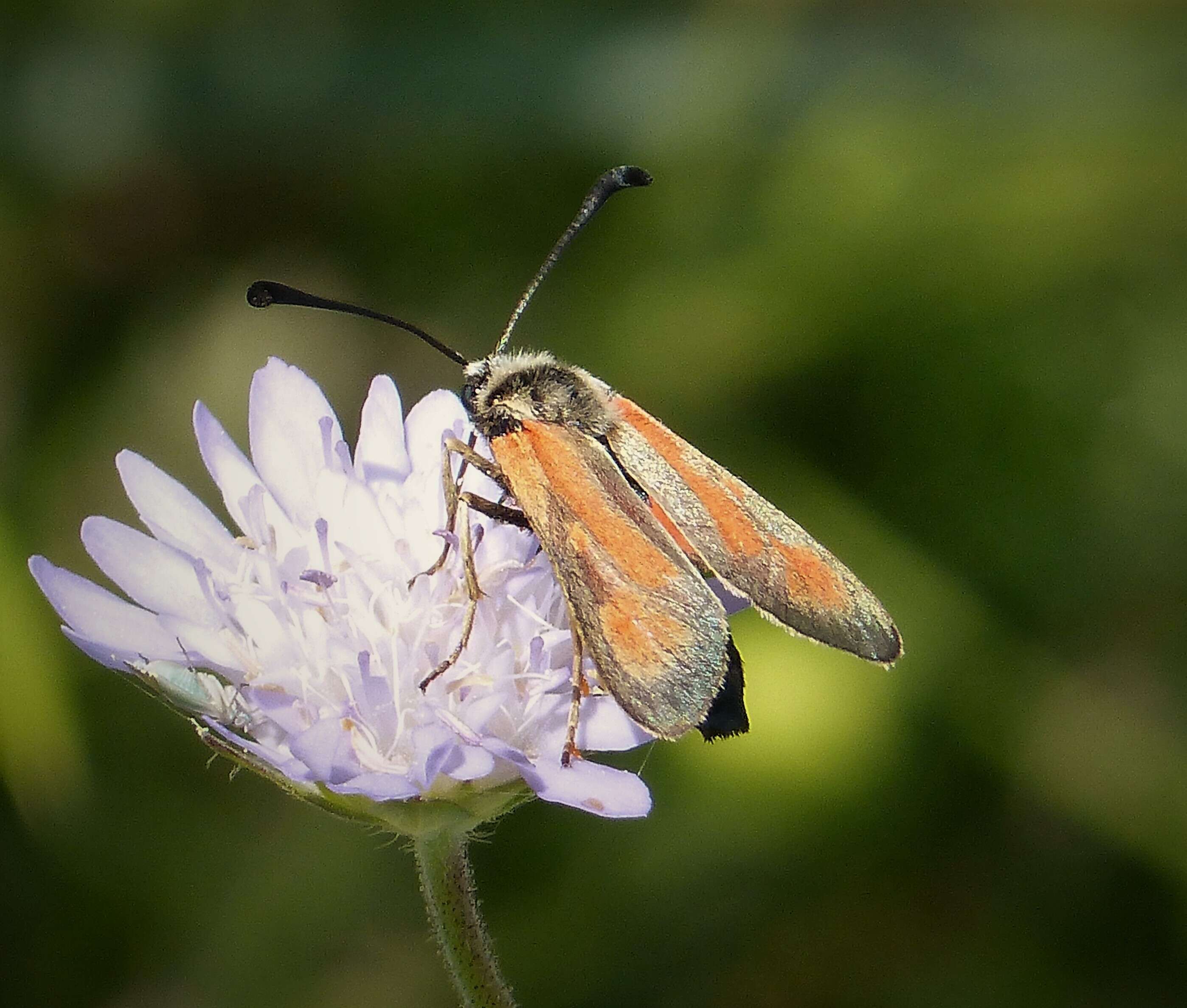 Image of Zygaena punctum Ochsenheimer 1808