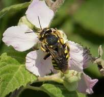 Image of Anthidium Fabricius 1804