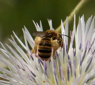 Image of Halictus scabiosae (Rossi 1790)