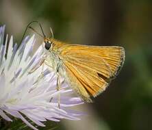 Image of lulworth skipper