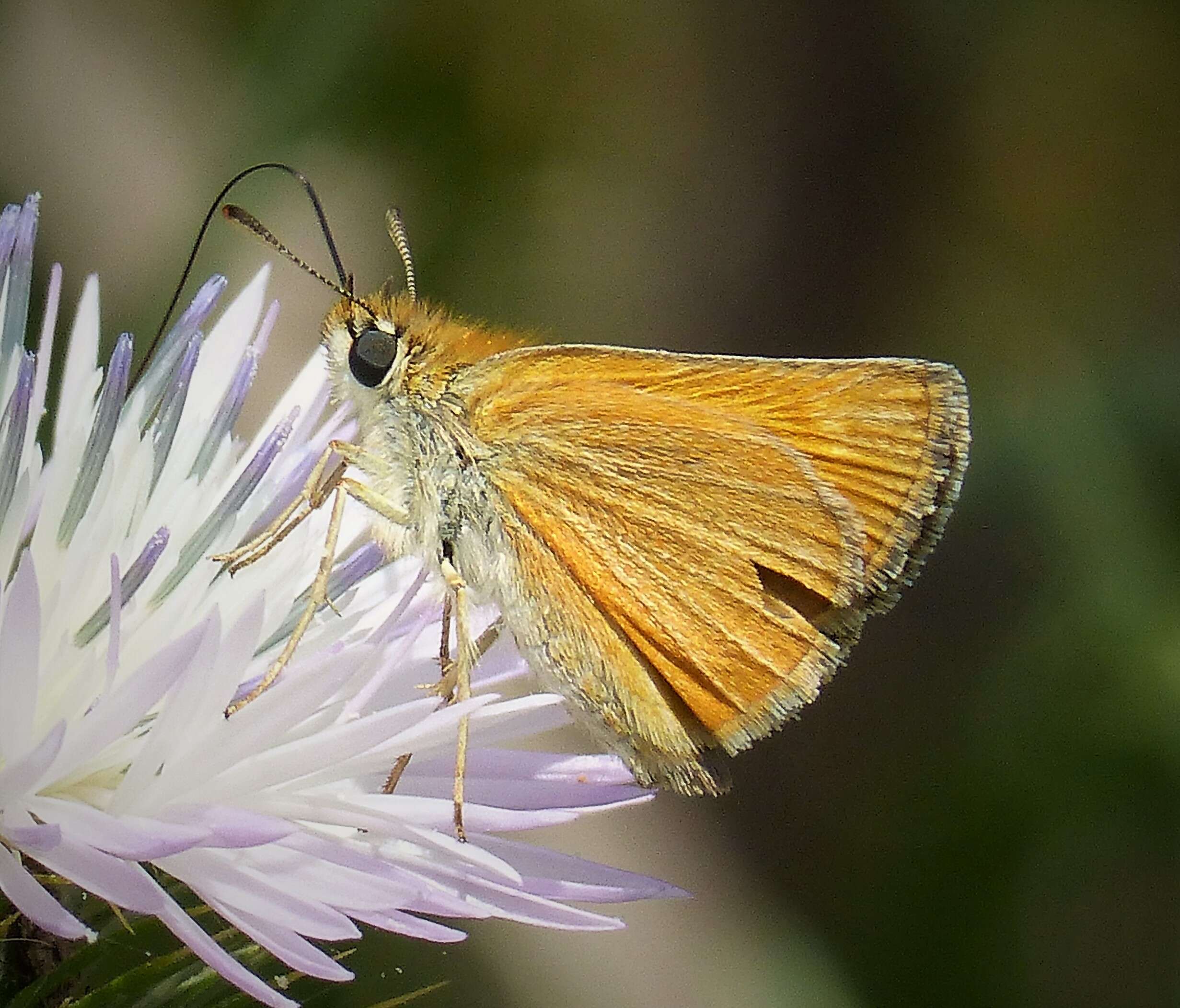 Image of lulworth skipper