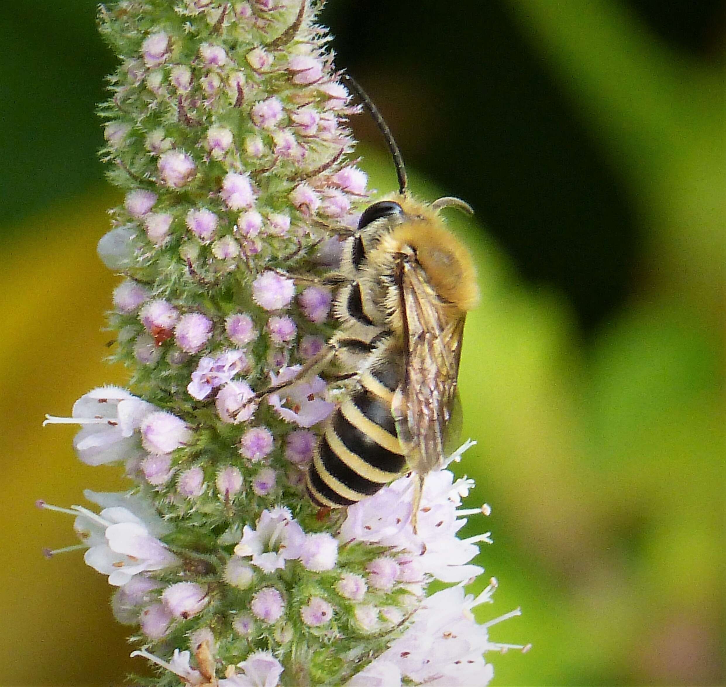 Image of Colletes hederae Schmidt & Westrich 1993