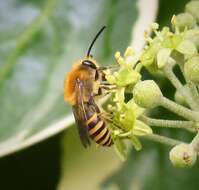 Image of Colletes hederae Schmidt & Westrich 1993