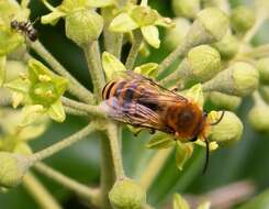 Image of Colletes hederae Schmidt & Westrich 1993