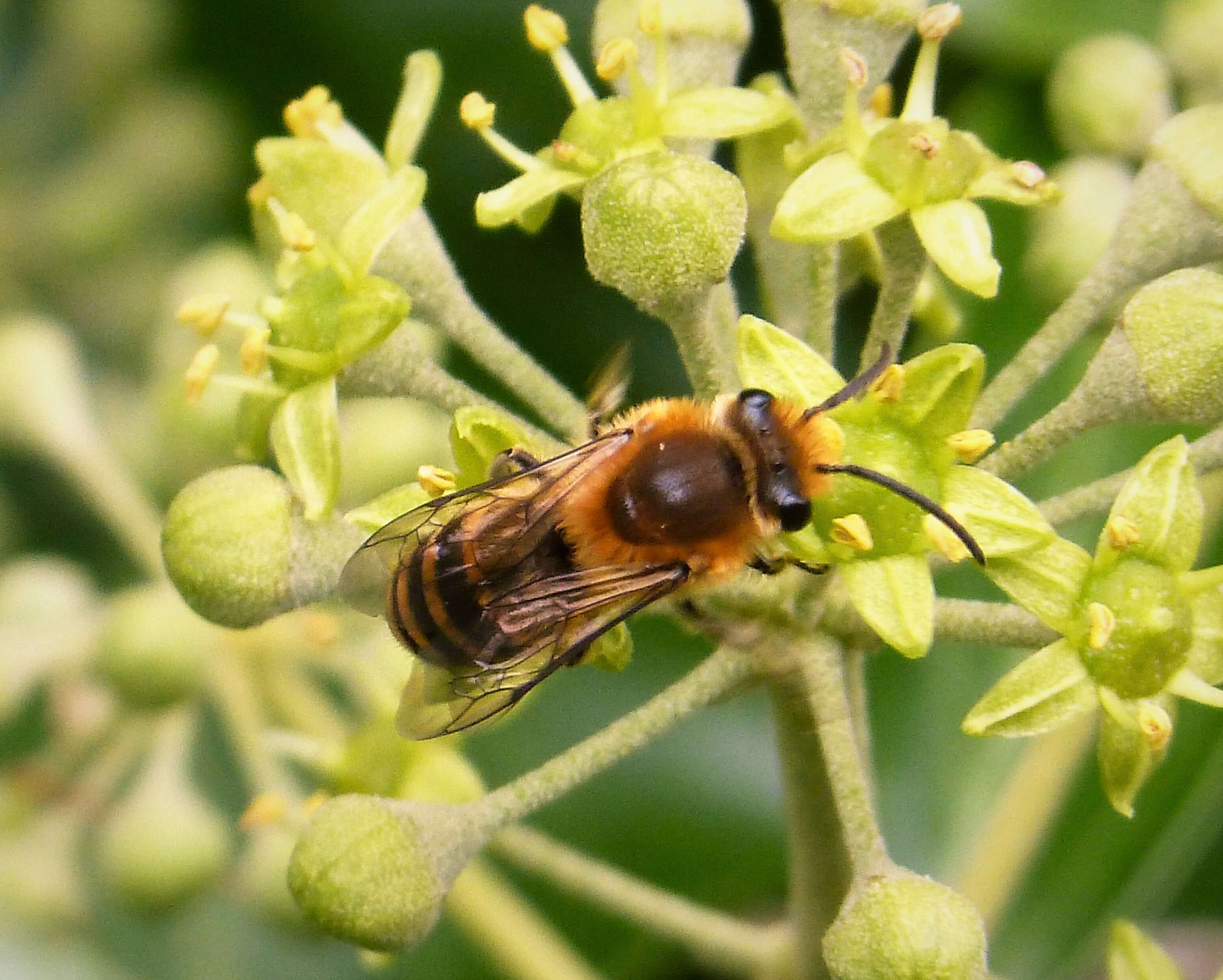 Image of Colletes hederae Schmidt & Westrich 1993