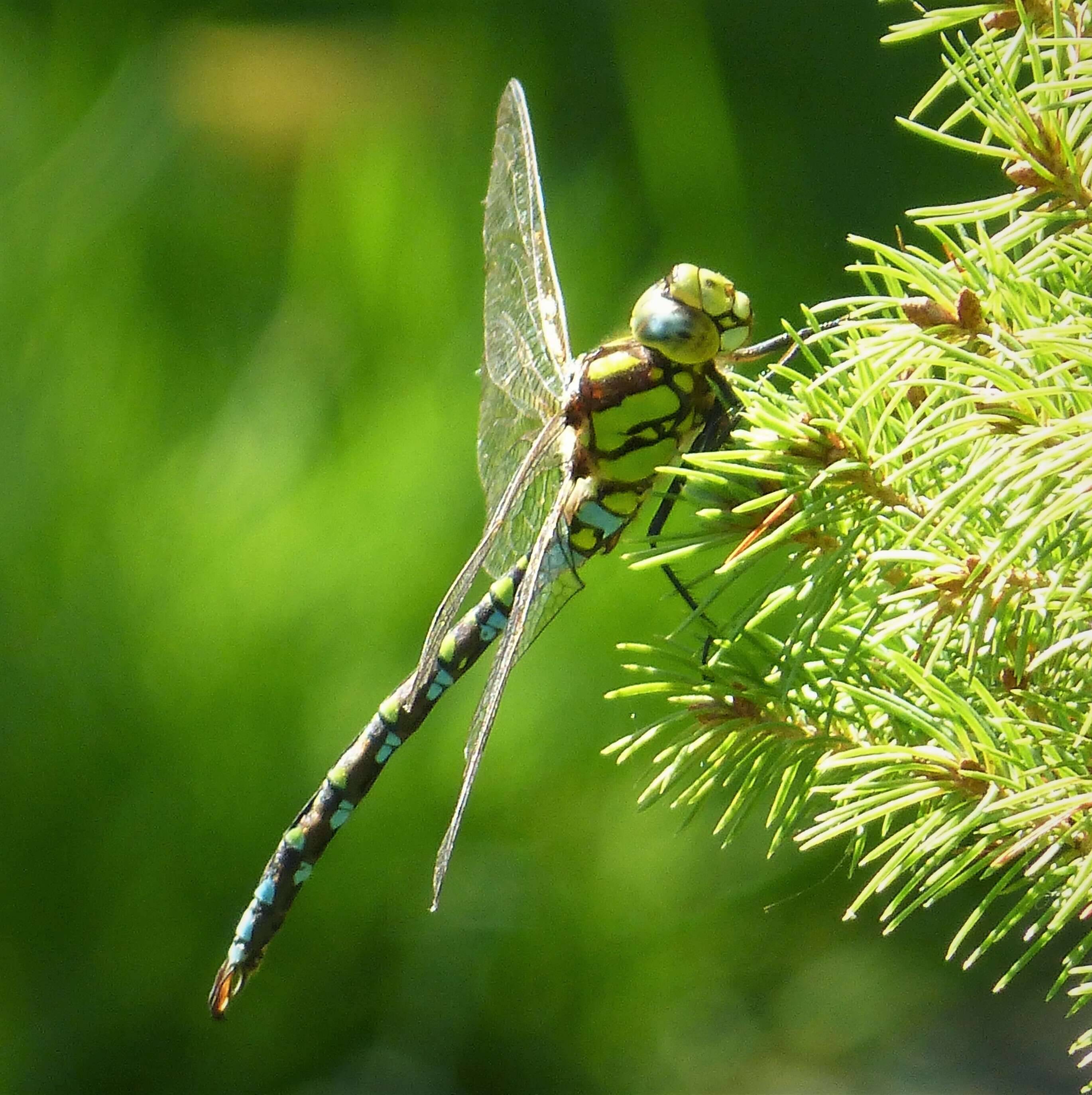 Image of Blue Hawker