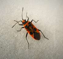 Image of black & red squash bug