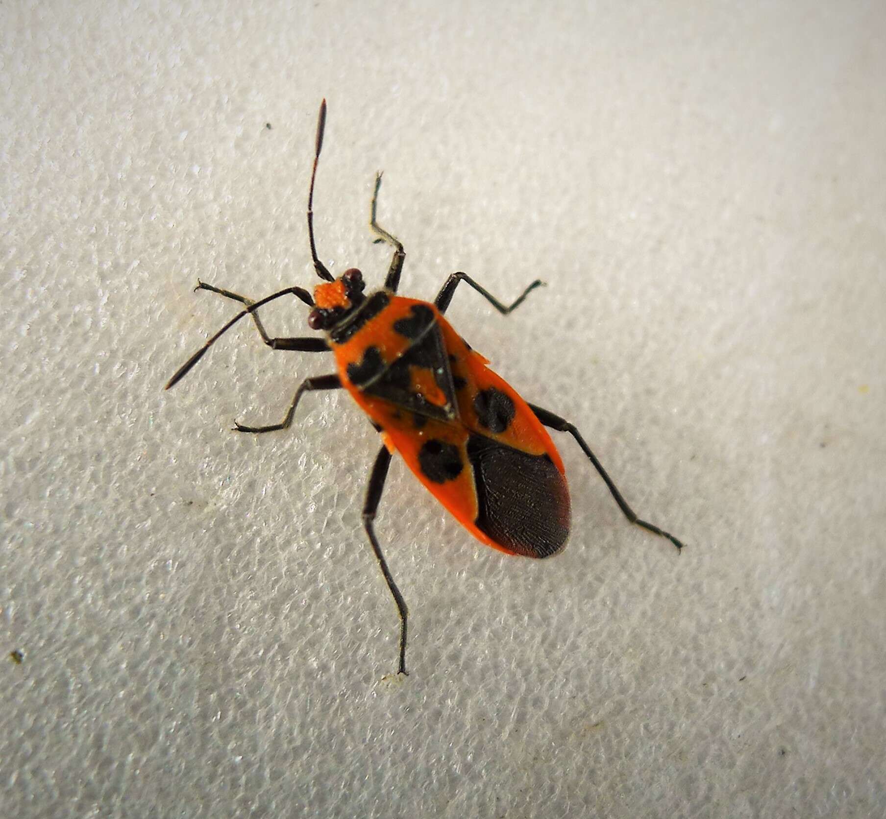 Image of black & red squash bug