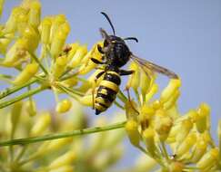 Imagem de Cerceris rybyensis (Linnaeus 1771)