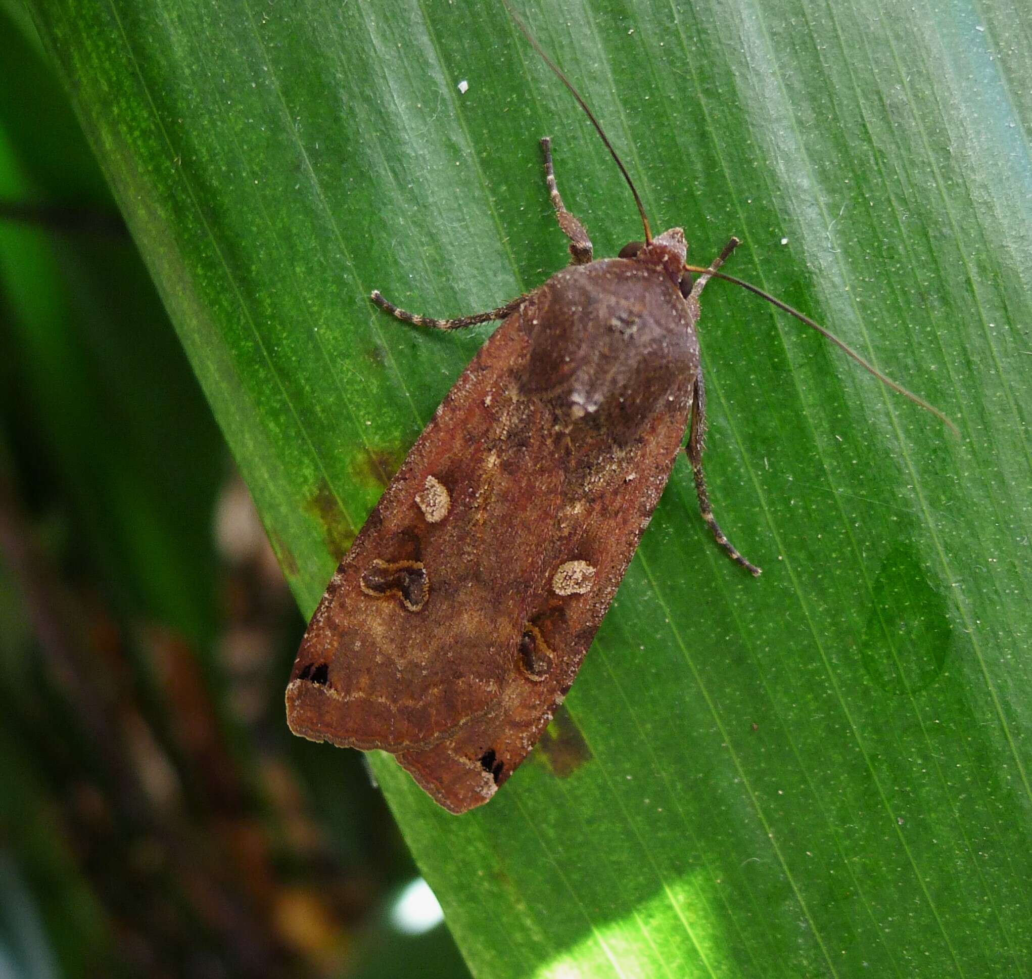 Image of Large Yellow Underwing