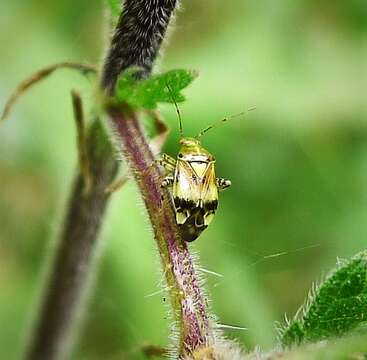 Image of Liocoris