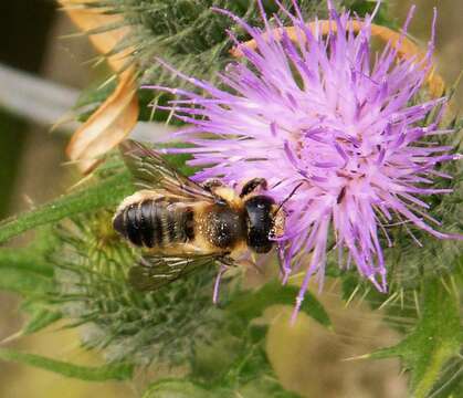 Image of leaf-cutter bees, mason bees, and relatives