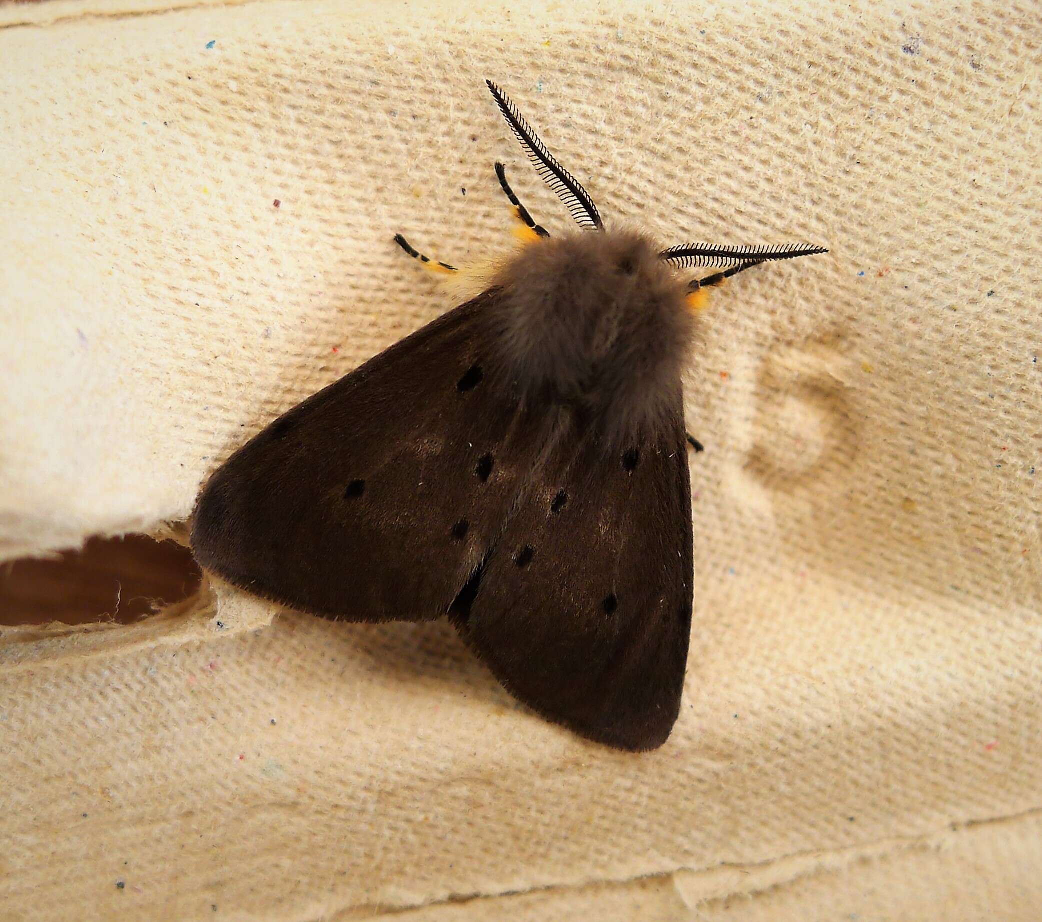 Image of muslin moth